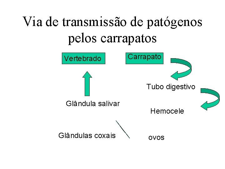 Via de transmissão de patógenos pelos carrapatos Vertebrado Carrapato Tubo digestivo Glândula salivar Glândulas