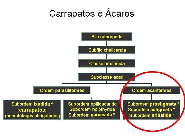 Carrapatos e Ácaros Filo arthropoda Subfilo chelicerata Classe arachnida Subclasse acari Ordem parasitiformes Subordem