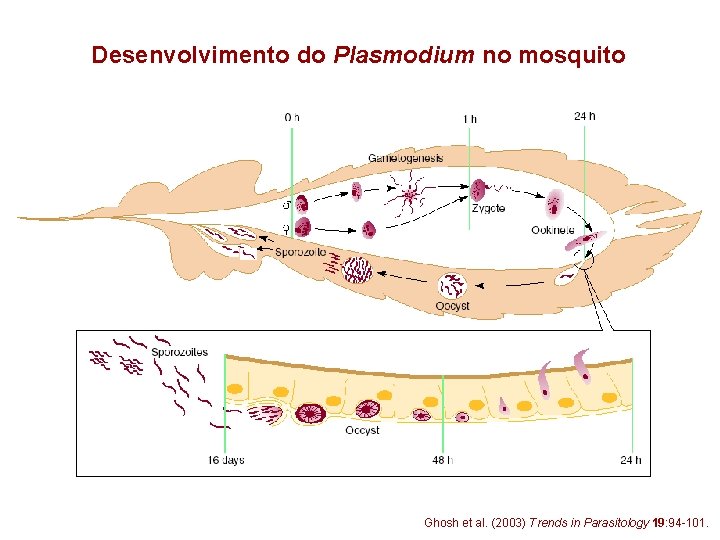 Desenvolvimento do Plasmodium no mosquito Ghosh et al. (2003) Trends in Parasitology 19: 94