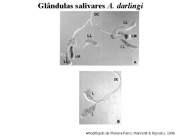 Glândulas salivares A. darlingi • Modificado de Moreira-Ferro; Marinotti & Bijovsky, 1999. 