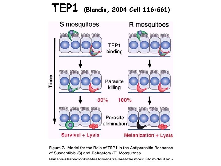 TEP 1 (Blandin, 2004 Cell 116: 661) 