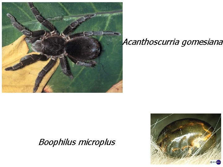 Acanthoscurria gomesiana Boophilus microplus 