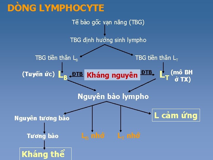 DÒNG LYMPHOCYTE Tế bào gốc vạn năng (TBG) TBG định hướng sinh lympho TBG