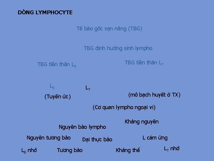 DÒNG LYMPHOCYTE Tế bào gốc vạn năng (TBG) TBG định hướng sinh lympho TBG