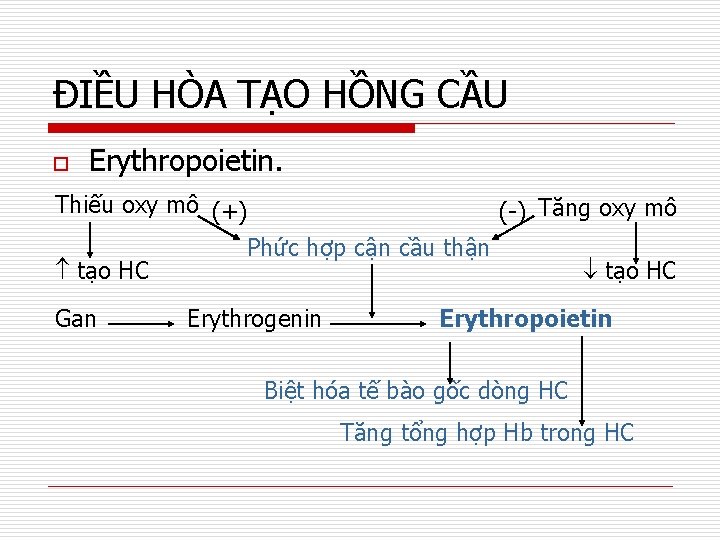 ĐIỀU HÒA TẠO HỒNG CẦU o Erythropoietin. Thiếu oxy mô (+) (-) Tăng oxy