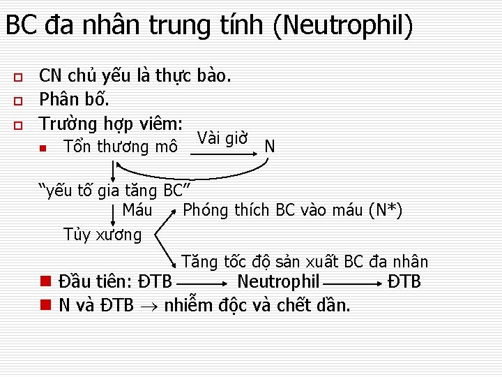 BC đa nhân trung tính (Neutrophil) o o o CN chủ yếu là thực
