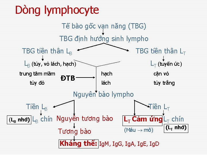 Dòng lymphocyte Tế bào gốc vạn năng (TBG) TBG định hướng sinh lympho TBG