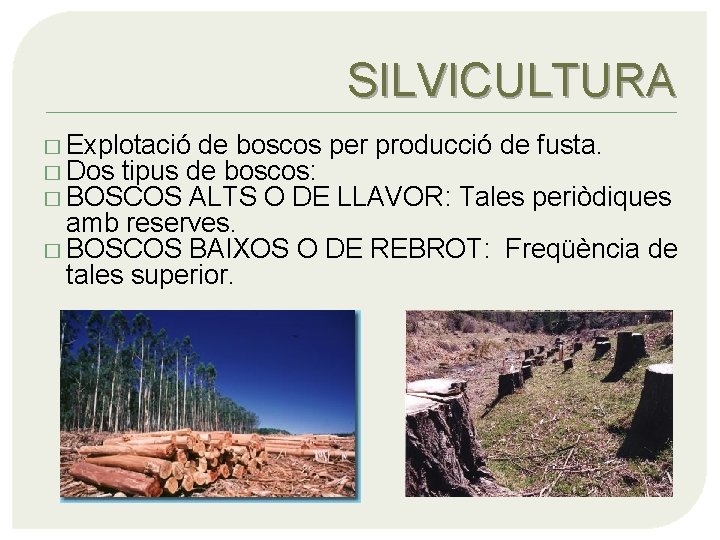 SILVICULTURA � Explotació de boscos per producció de fusta. � Dos tipus de boscos: