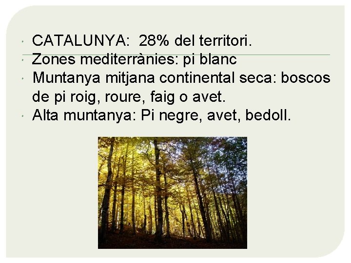  CATALUNYA: 28% del territori. Zones mediterrànies: pi blanc Muntanya mitjana continental seca: boscos