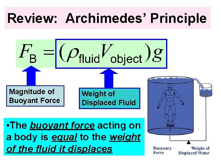 Review: Archimedes’ Principle Magnitude of Buoyant Force Weight of Displaced Fluid • The buoyant