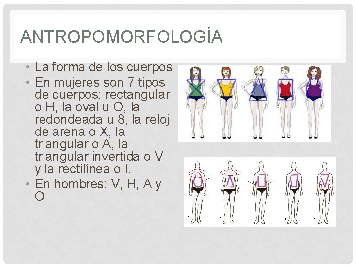 ANTROPOMORFOLOGÍA • La forma de los cuerpos • En mujeres son 7 tipos de