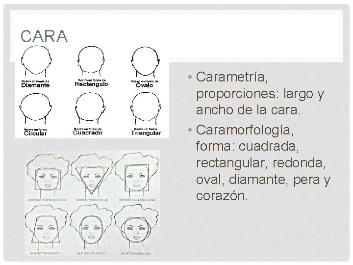 CARA • Carametría, proporciones: largo y ancho de la cara. • Caramorfología, forma: cuadrada,