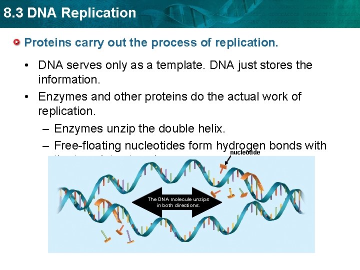 8. 3 DNA Replication Proteins carry out the process of replication. • DNA serves