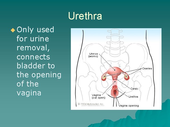 Urethra u Only used for urine removal, connects bladder to the opening of the