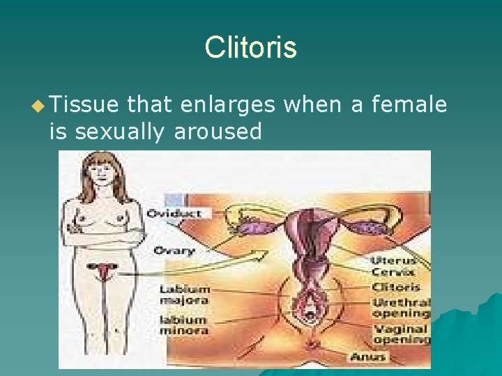 Clitoris u Tissue that enlarges when a female is sexually aroused 