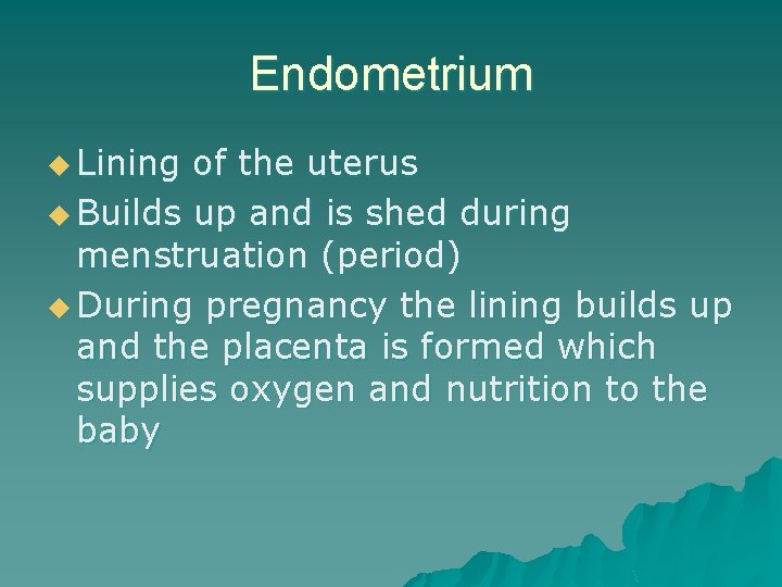 Endometrium u Lining of the uterus u Builds up and is shed during menstruation