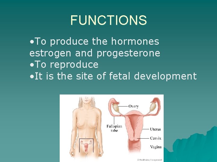 FUNCTIONS • To produce the hormones estrogen and progesterone • To reproduce • It