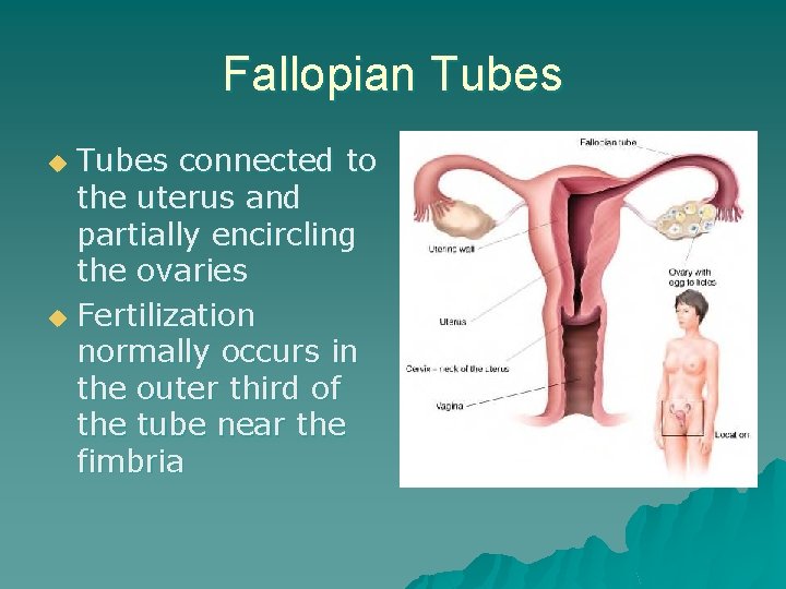 Fallopian Tubes connected to the uterus and partially encircling the ovaries u Fertilization normally