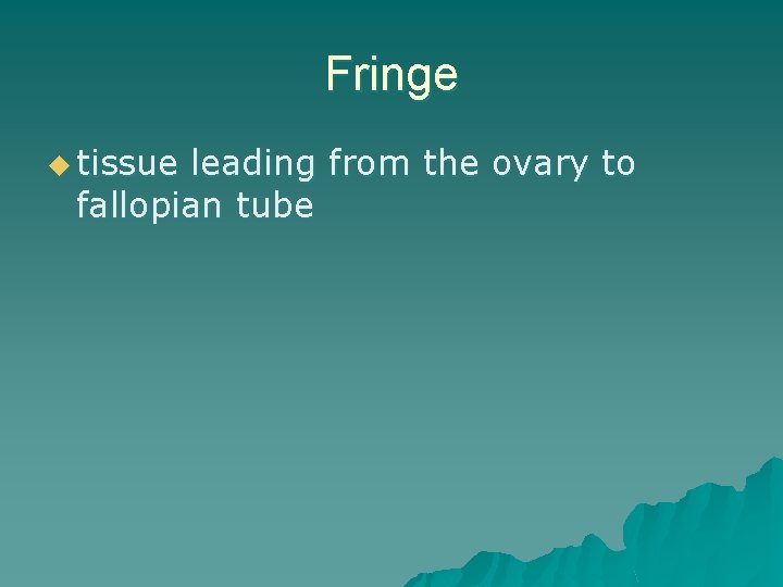 Fringe u tissue leading from the ovary to fallopian tube 