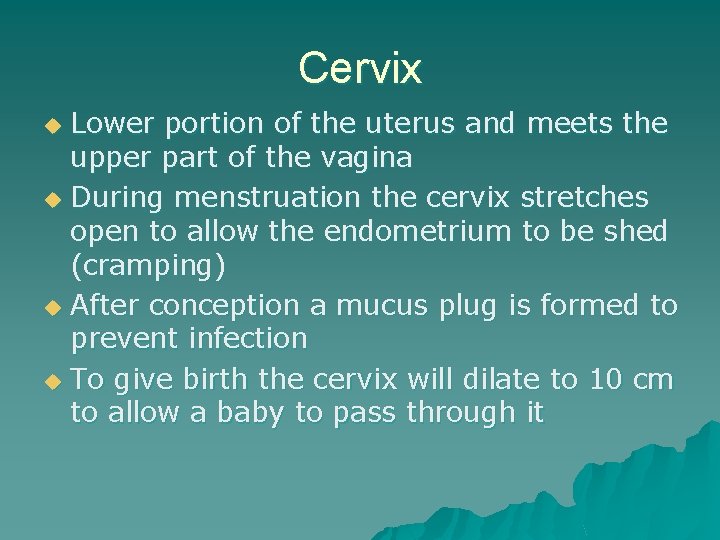 Cervix Lower portion of the uterus and meets the upper part of the vagina