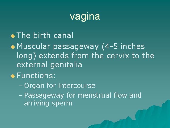 vagina u The birth canal u Muscular passageway (4 -5 inches long) extends from