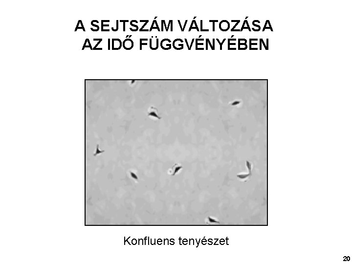 A SEJTSZÁM VÁLTOZÁSA AZ IDŐ FÜGGVÉNYÉBEN Konfluens tenyészet 20 