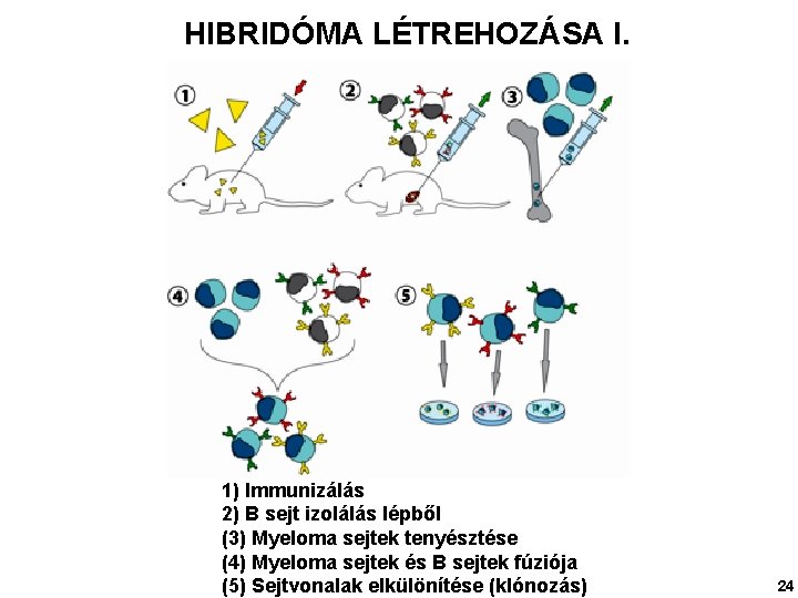 HIBRIDÓMA LÉTREHOZÁSA I. 1) Immunizálás 2) B sejt izolálás lépből (3) Myeloma sejtek tenyésztése