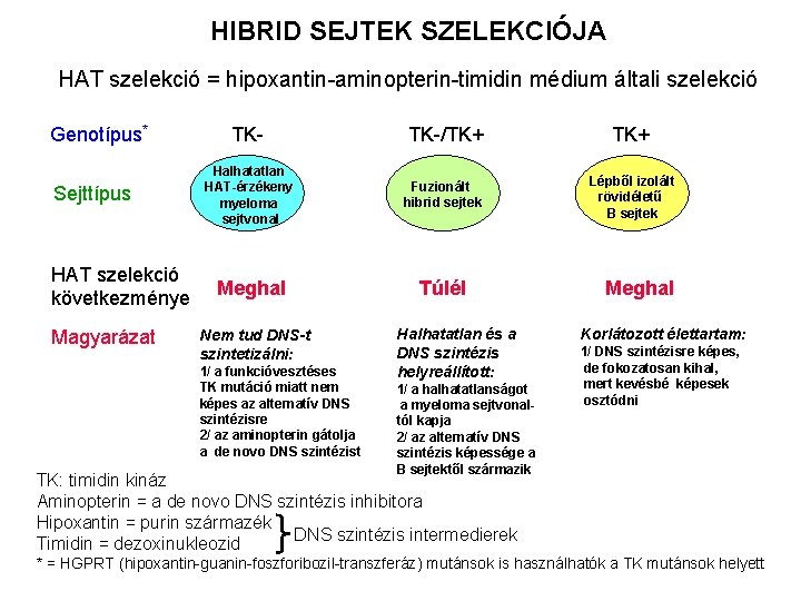HIBRID SEJTEK SZELEKCIÓJA HAT szelekció = hipoxantin-aminopterin-timidin médium általi szelekció Genotípus* Sejttípus HAT szelekció