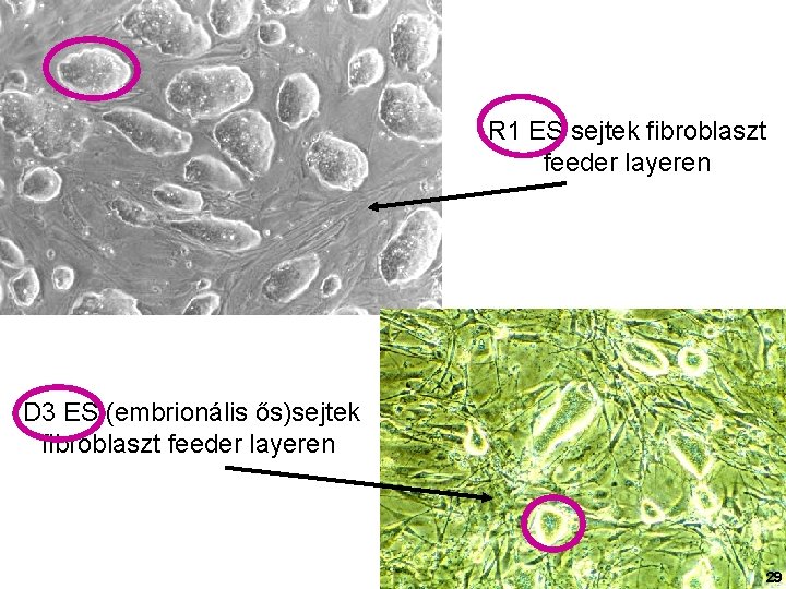 R 1 ES sejtek fibroblaszt feeder layeren D 3 ES (embrionális ős)sejtek fibroblaszt feeder