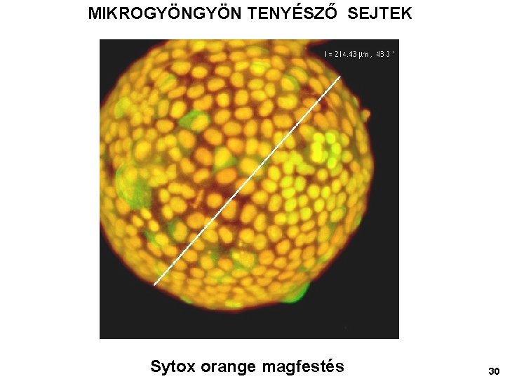 MIKROGYÖN TENYÉSZŐ SEJTEK Sytox orange magfestés 30 