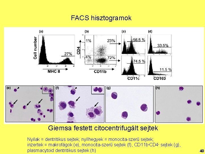 FACS hisztogramok Giemsa festett citocentrifugált sejtek Nyilak = dentritikus sejtek; nyílhegyek = monocita-szerű sejtek;