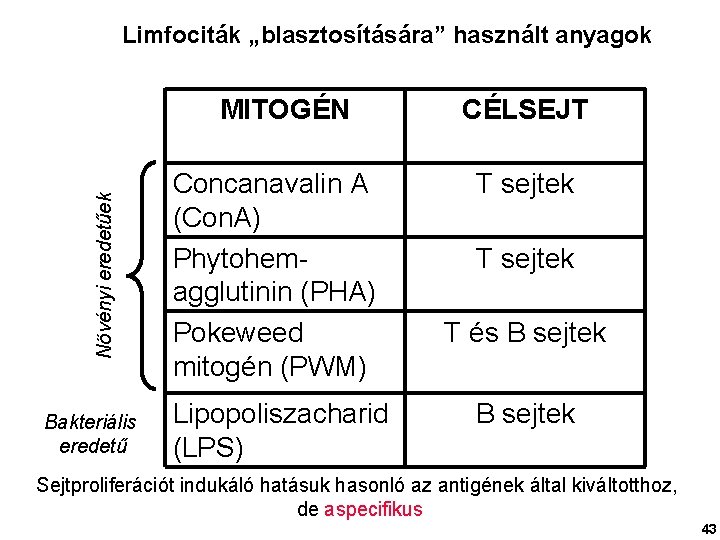 Limfociták „blasztosítására” használt anyagok Növényi eredetűek MITOGÉN Bakteriális eredetű Concanavalin A (Con. A) Phytohemagglutinin