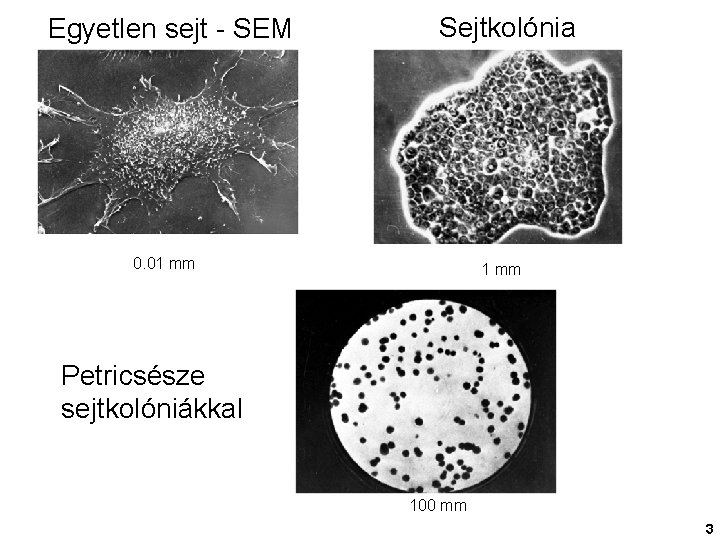 Egyetlen sejt - SEM Sejtkolónia 0. 01 mm Petricsésze sejtkolóniákkal 100 mm 3 