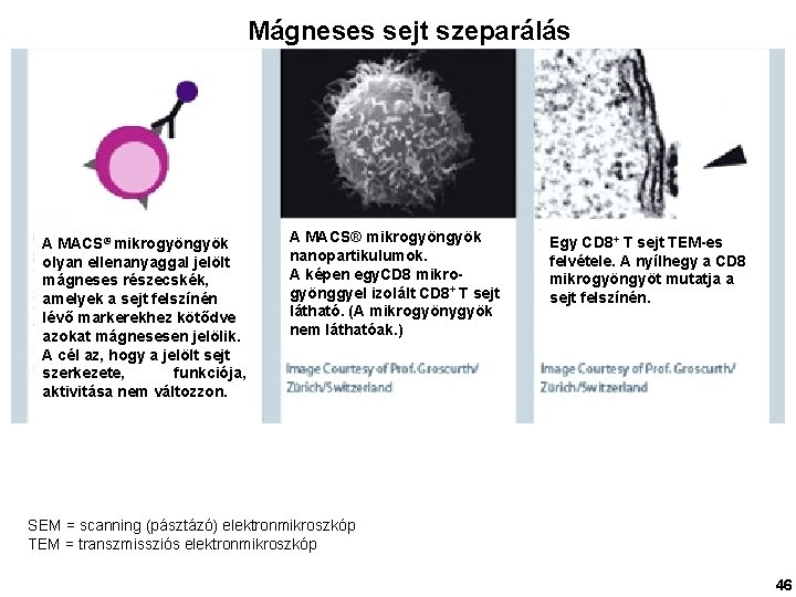Mágneses sejt szeparálás A MACS® mikrogyöngyök olyan ellenanyaggal jelölt mágneses részecskék, amelyek a sejt