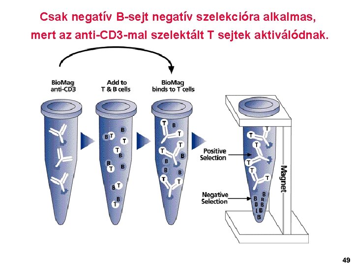 Csak negatív B-sejt negatív szelekcióra alkalmas, mert az anti-CD 3 -mal szelektált T sejtek