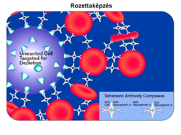 Rozettaképzés 