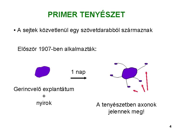 PRIMER TENYÉSZET • A sejtek közvetlenül egy szövetdarabból származnak Először 1907 -ben alkalmazták: 1