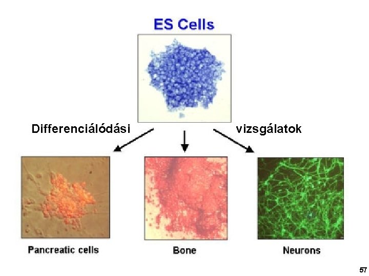 Differenciálódási vizsgálatok 57 