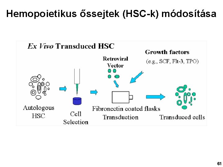 Hemopoietikus őssejtek (HSC-k) módosítása 61 