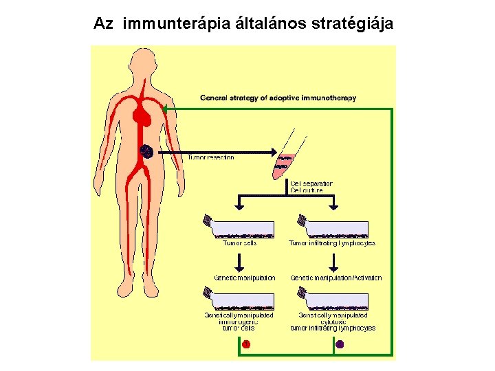 Az immunterápia általános stratégiája 