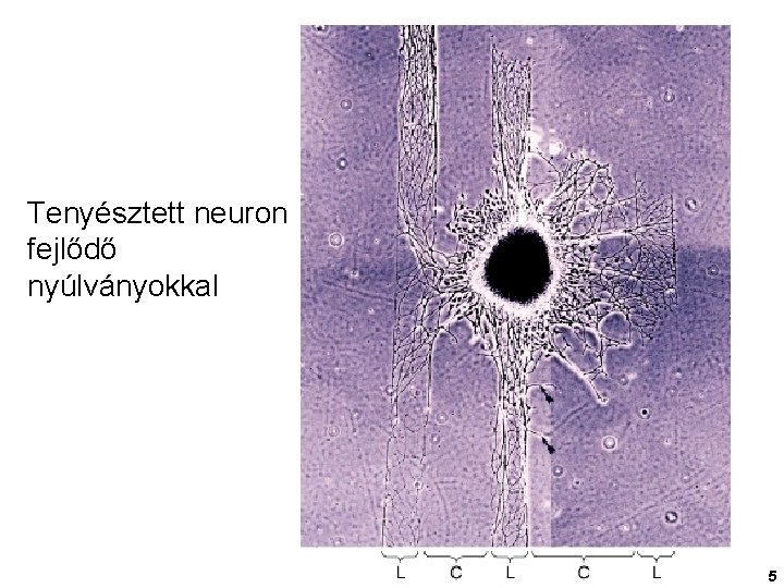 Tenyésztett neuron fejlődő nyúlványokkal 5 