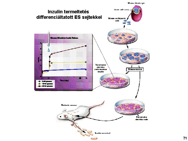 Inzulin termeltetés differenciáltatott ES sejtekkel 71 