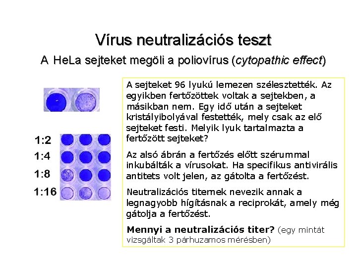 Vírus neutralizációs teszt A He. La sejteket megöli a poliovírus (cytopathic effect) A sejteket