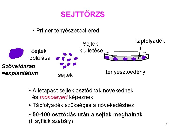 SEJTTÖRZS • Primer tenyészetből ered Sejtek izolálása Szövetdarab =explantátum tápfolyadék Sejtek kiültetése sejtek tenyésztőedény