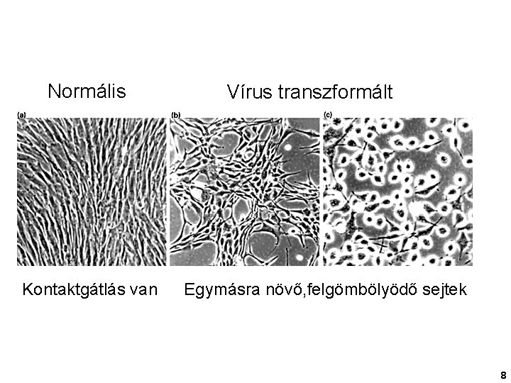 Normális Kontaktgátlás van Vírus transzformált Egymásra növő, felgömbölyödő sejtek 8 