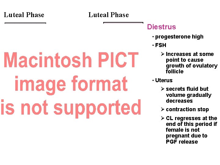 Luteal Phase Diestrus • progesterone high • FSH Ø Increases at some point to Luteal Phase Diestrus • progesterone high • FSH Ø Increases at some point to