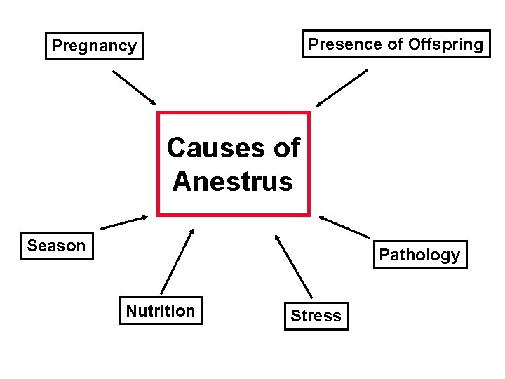 Presence of Offspring Pregnancy Causes of Anestrus Season Pathology Nutrition Stress Presence of Offspring Pregnancy Causes of Anestrus Season Pathology Nutrition Stress