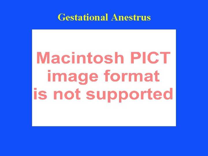 Gestational Anestrus Gestational Anestrus
