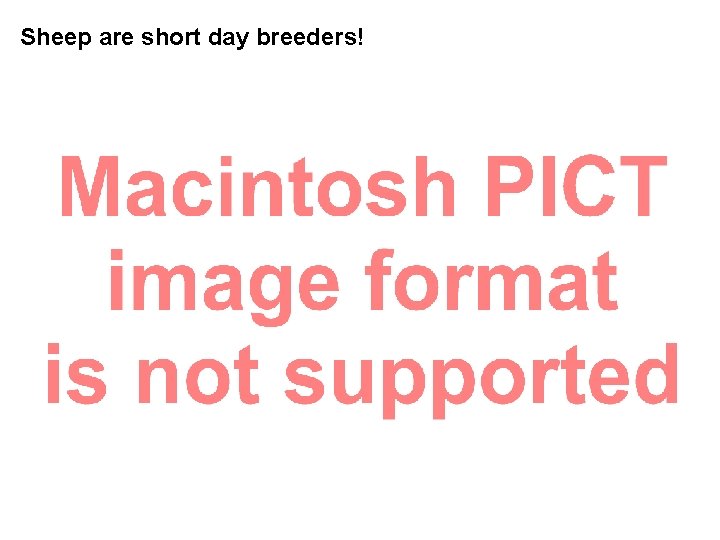 Sheep are short day breeders! Sheep are short day breeders!