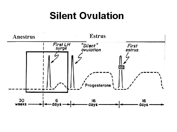 Silent Ovulation Anestrus Estrus Silent Ovulation Anestrus Estrus